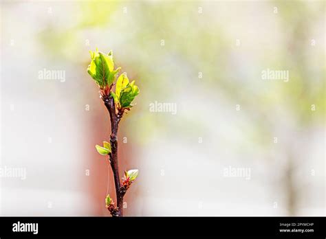 Young Apricot Seedling Spreads Its Leaves On A Light Background