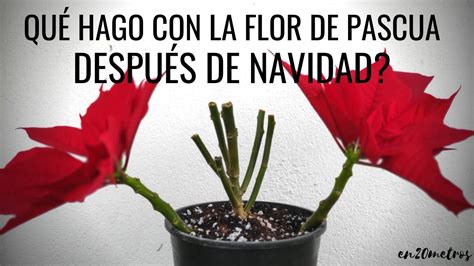 Cómo Cuidar La Flor De Pascua Después De Navidad Poda Y Abonado De La