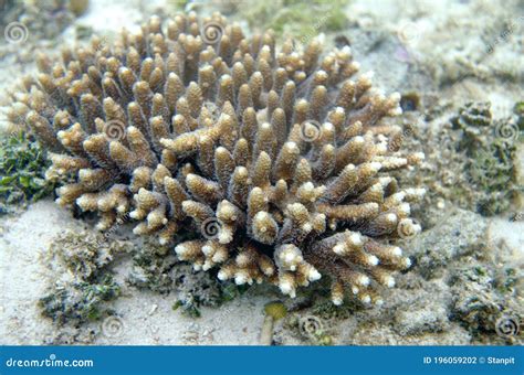 The Underwater World of the Sulu Sea Near Selingan Island Stock Photo ...