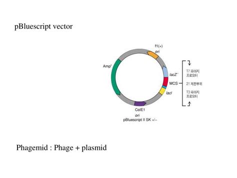 PPT Ch 4 Molecular Cloning Methods PowerPoint Presentation ID 2952018