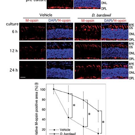 Western Blot Analyses Of M Opsin S Opsin And Rhodopsin Proteins