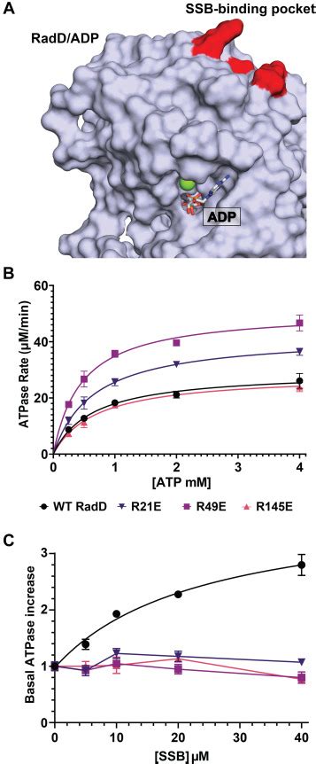 Interaction With Single Stranded DNA Binding Protein Modulates