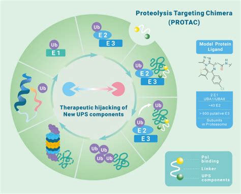 Targeted Protein Degradation Bypassing Cereblon And Von Hippel Lindau