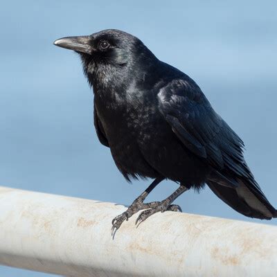 Fish Crow (Corvus ossifragus) :: BirdWeather