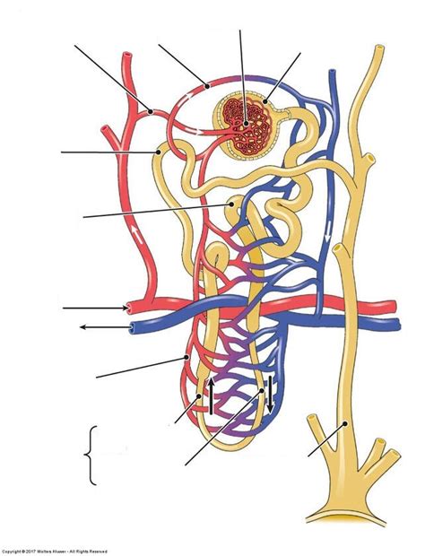 42 Nephron Diagram Unlabeled