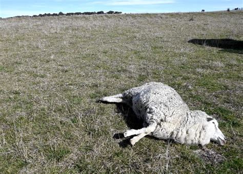 Grass Tetany Ewes