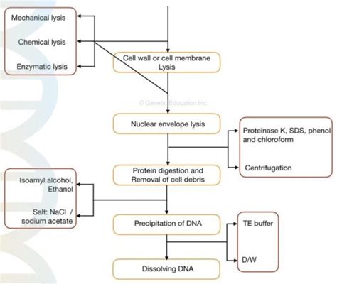 Lysis Buffer For Dna Extraction Importance Recipe And Preparation