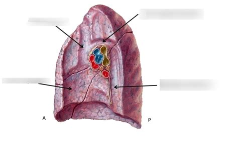 Lung Impressions R Diagram Quizlet