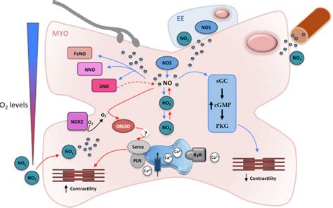 Schematic Representation Of The Role Of NO And Its Metabolites In The