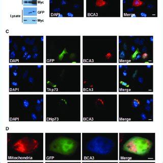 A Interaction Between GFP P73 And Myc BCA3 Was Shown In HeLa By