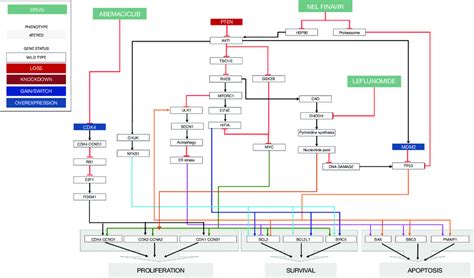 Schematic Representation Of Signaling Pathway Consequences On