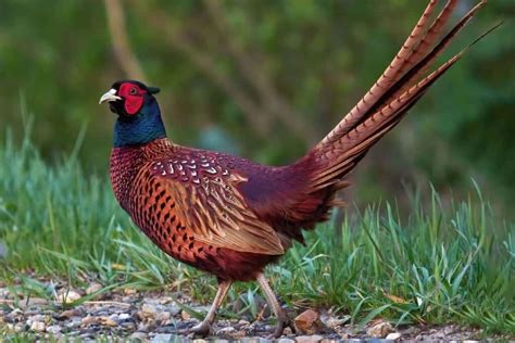 Faisão coleira Saiba TUDO sobre o Phasianus colchicus AQUI