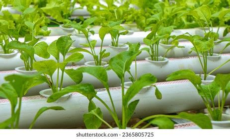 Hydroponics Advancement Backyard Cultivation Green Growth Stock Photo 2365805725 | Shutterstock