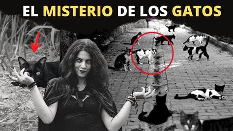 El Misterio De Los Gatos Y Su Poder Oculto Youtube