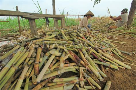 Fasilitas Kredit Petani Tebu Antara Foto