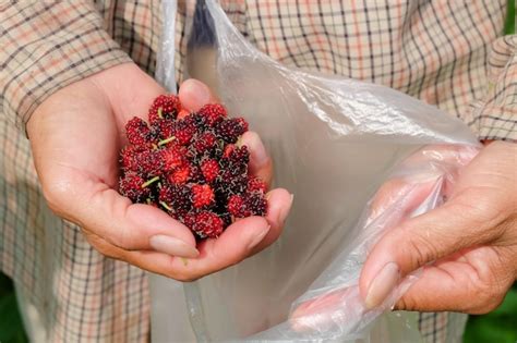 Premium Photo Midsection Of Woman Holding Strawberry