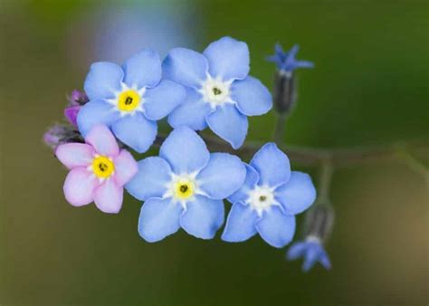 Flowers That Symbolize Hope List Pictures