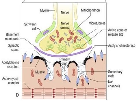 Anatomy And Physiology Of Neuromuscular Junction And Monitoring