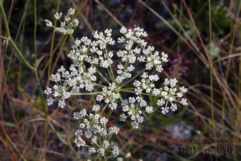 Mock Bishopweed Wildflowers Nature In Focus