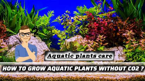 How To Grow Aquatic Plants Without Co Aquatic Plants Care