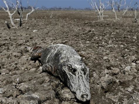 Deforestation In Gran Chaco Argentina Map Causes Consequences And