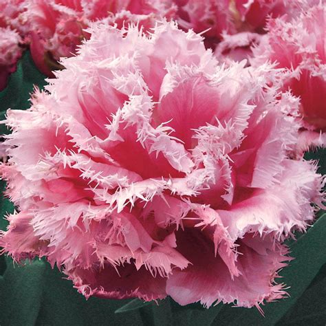 Queensland Tulip Pink Fringed Tulip Brecks
