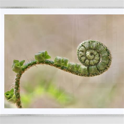 Fiddlehead Fern Art Etsy