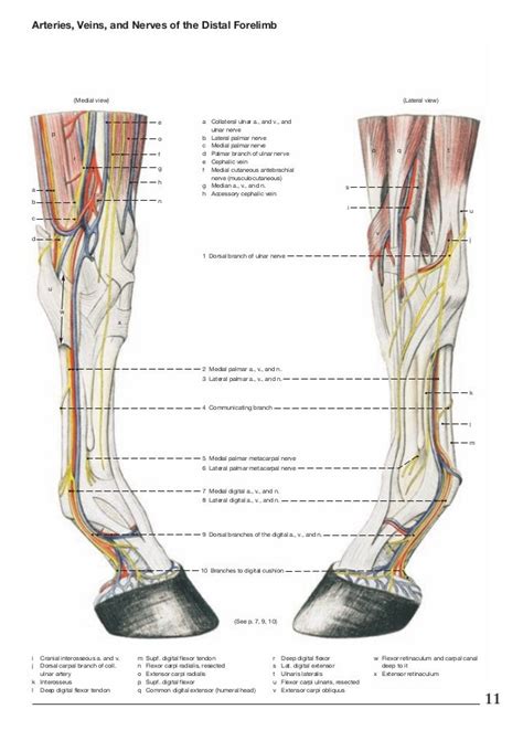 Anatomy Of A Horse Leg Anatomy Drawing Diagram