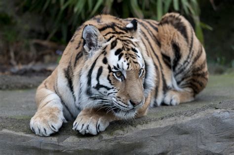 Amur tiger -- The Oregon Zoo's endangered species :: The Oregonian
