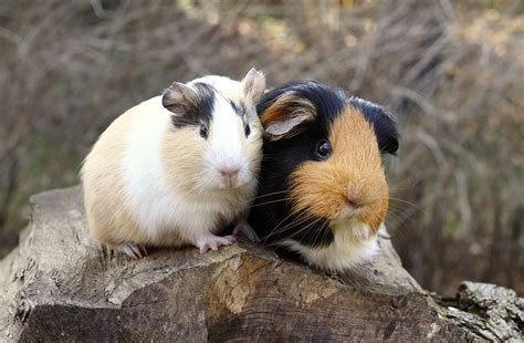 The History Of Guinea Pigs Guinea Pigs Guinea Pigs Guide Omlet Uk