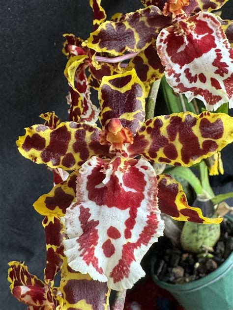 Oncidium Wild Cat Bobcat Southern Suburbs Orchid Society Inc