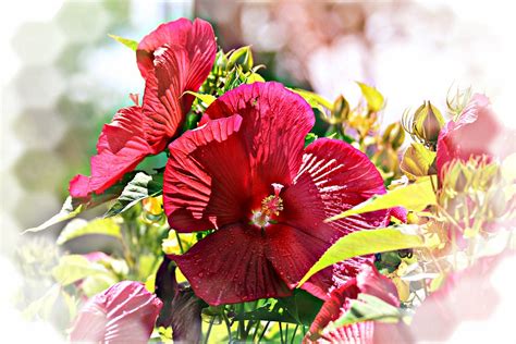 Dinner Plate Hibiscus Growing Guide For Your Own Garden