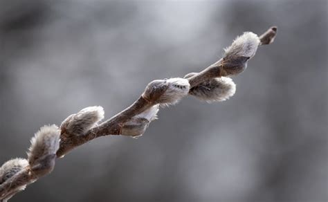 Pussy Willow Catkins Spring Free Photo On Pixabay