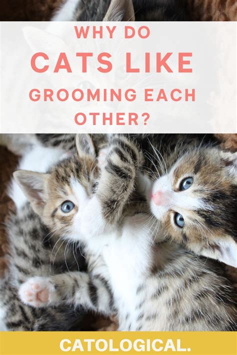 Ever Wonder Why You Cat Likes To Groom Each Other Learn About This