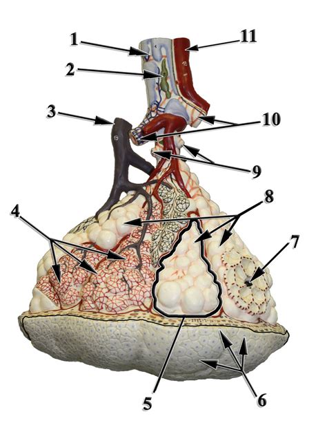 Lung Lobule Model Diagram Quizlet