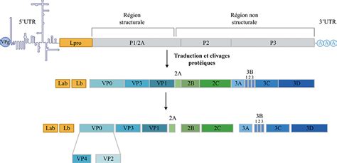 Jle Virologie Le Virus De La Fièvre Aphteuse Transmission