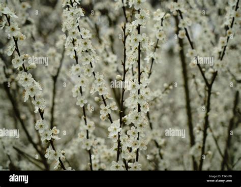 Blackthorn Bush Blossom Hi Res Stock Photography And Images Alamy