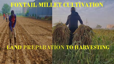 How To Grow Foxtail Millet Using Modern Technologysowing To Harvesting