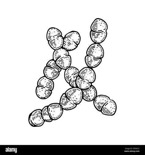 Hand Drawn Probiotic Streptococcus Thermophiles Bacteria Good