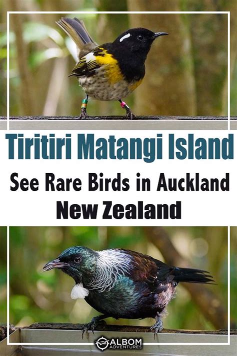 Tiritiri Matangi Island: How to See Rare and Endangered Birds in Auckland