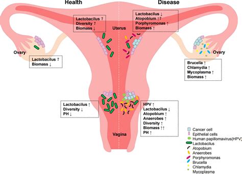 Frontiers Vaginal Microecological Characteristics Of Women In