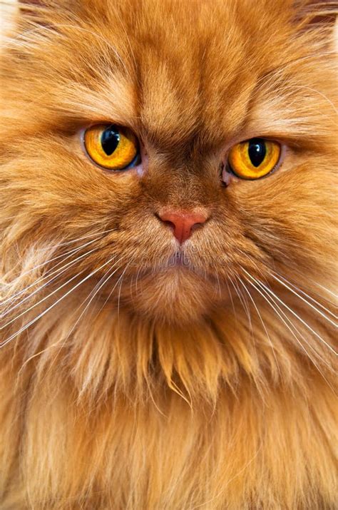 Persian Cat Stock Image Image Of Animal Orange Posing 23545481