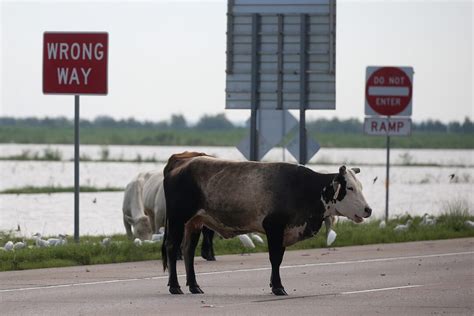 Judge Rules New Mexico Feral Cattle Can Be Shot From Helicopters Reuters