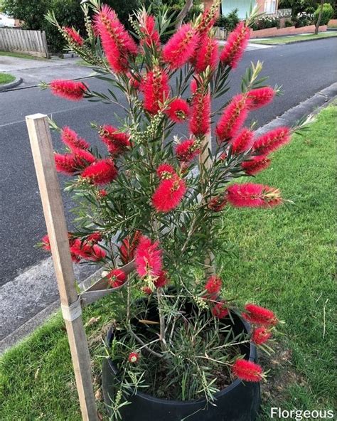 How To Grow And Care For Bottlebrush Melaleuca Spp Florgeous