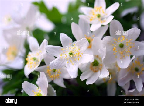 Anemone spring flowers Stock Photo - Alamy