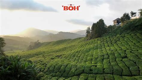 Planning A Trip To Cameron Highlands Boh Tea