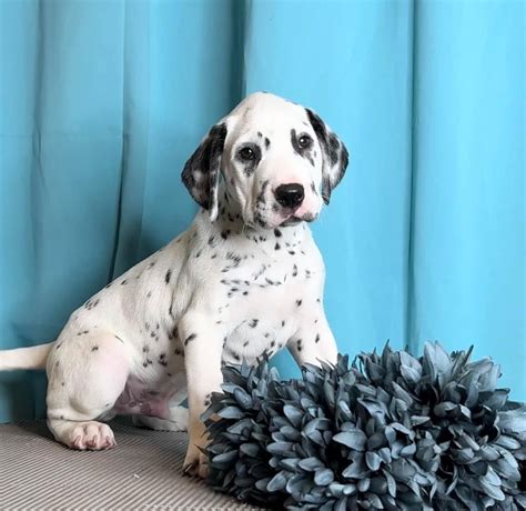 Dalmatian Puppies For Sale - AKC PuppyFinder