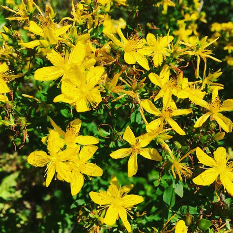 St John’s Wort Plant Profile – Solidarity Apothecary