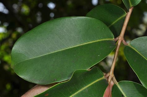 Syzygium Cumini Myrtaceae Image At Phytoimages Siu Edu