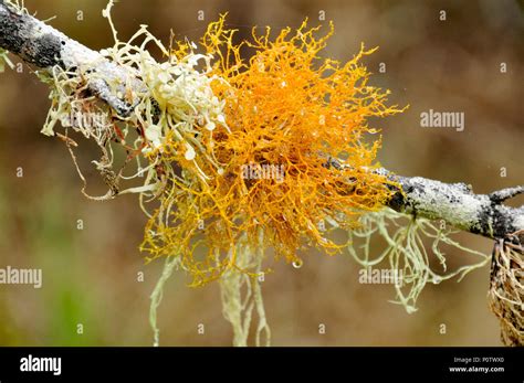 Fruticose Lichen Hi Res Stock Photography And Images Alamy